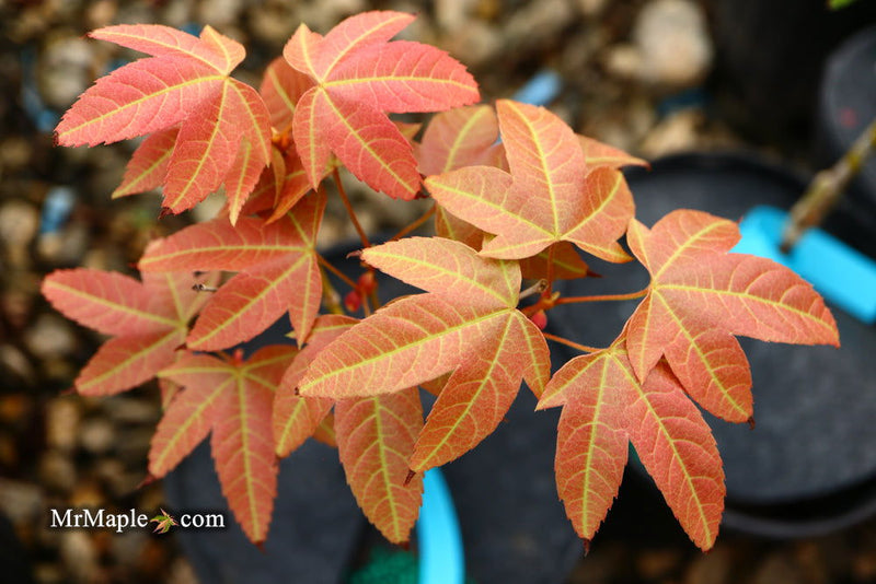 - Acer campbellii ssp. flabellatum Rare Chinese Maple - Mr Maple │ Buy Japanese Maple Trees