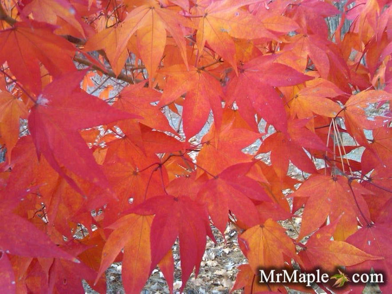 - Acer campbellii ssp sinense Rare Chinese Maple - Mr Maple │ Buy Japanese Maple Trees