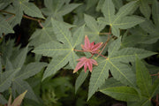 - Acer campbellii ssp sinense Rare Chinese Maple - Mr Maple │ Buy Japanese Maple Trees