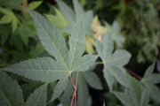 - Acer campbellii ssp sinense Rare Chinese Maple - Mr Maple │ Buy Japanese Maple Trees