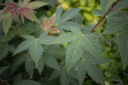 - Acer campbellii ssp sinense Rare Chinese Maple - Mr Maple │ Buy Japanese Maple Trees