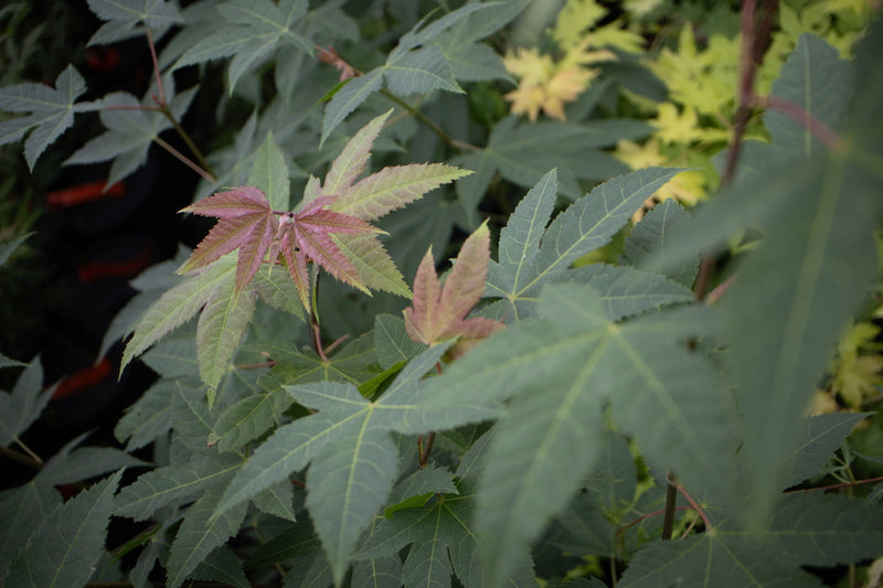 - Acer campbellii ssp sinense Rare Chinese Maple - Mr Maple │ Buy Japanese Maple Trees