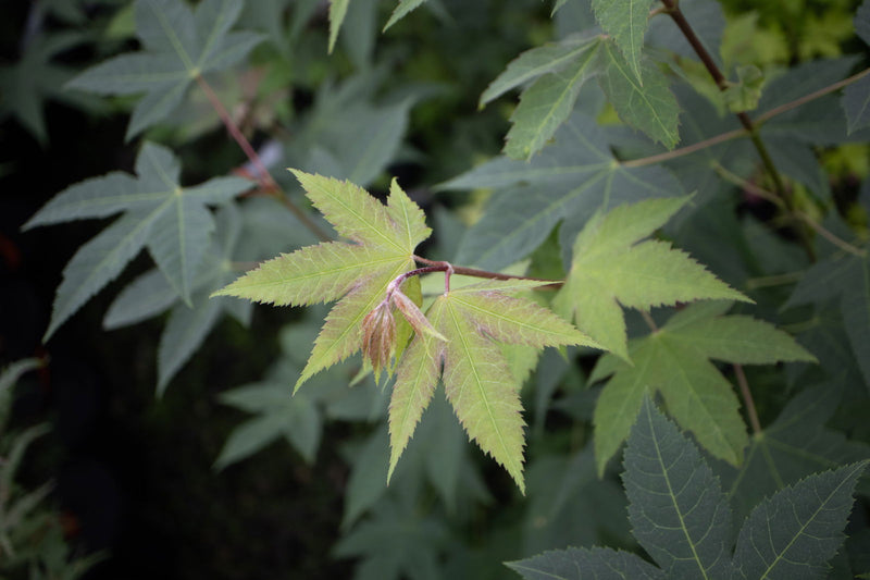 - Acer campbellii ssp sinense Rare Chinese Maple - Mr Maple │ Buy Japanese Maple Trees
