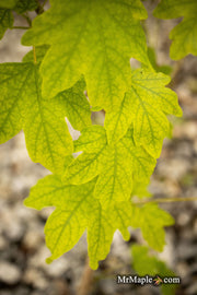 - Acer campestre 'Postelense' European Hedge Maple - Mr Maple │ Buy Japanese Maple Trees