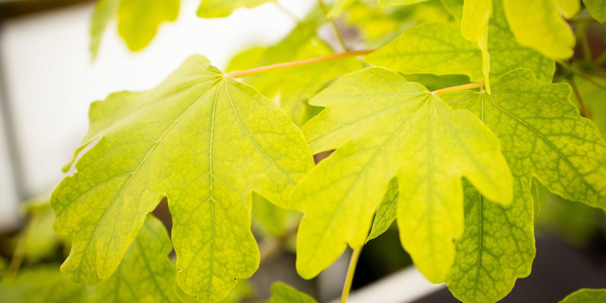 acer campeste Buy Acer campestre 'Postelense' European Hedge Maple — Mr Maple │ Buy Japanese Maple Trees