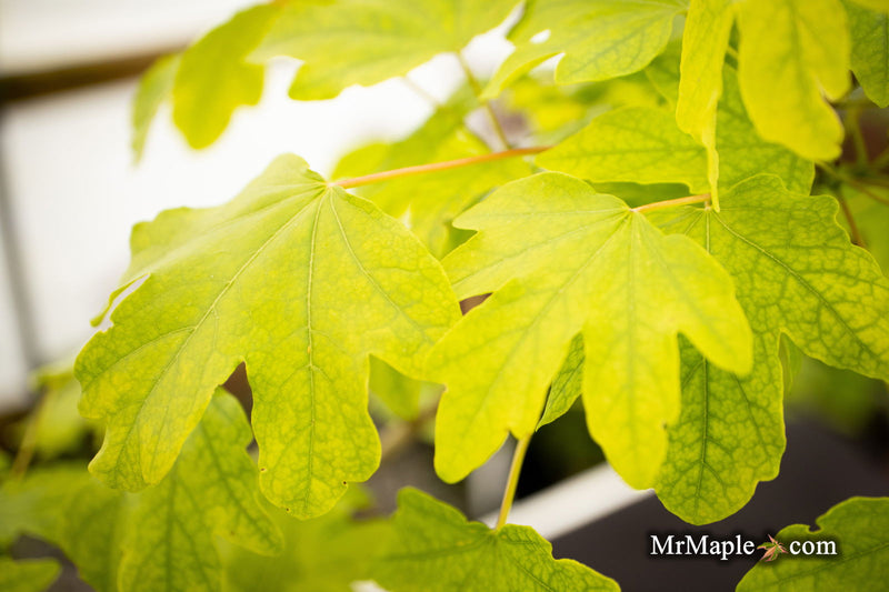 - Acer campestre 'Postelense' European Hedge Maple - Mr Maple │ Buy Japanese Maple Trees