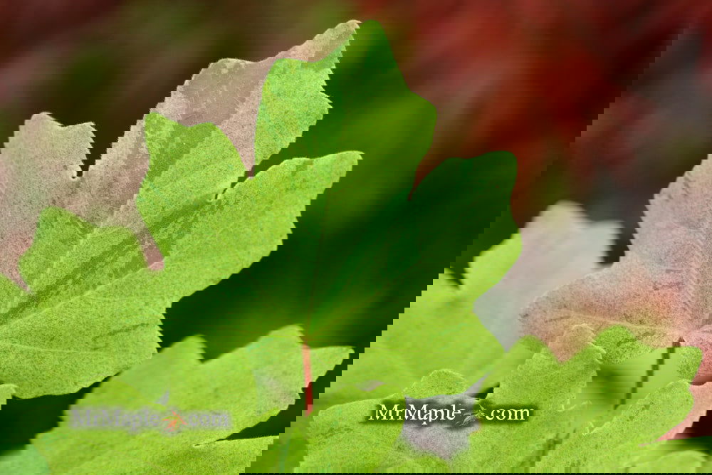 Buy Acer campestre 'Pulverulentum' White Variegated Maple