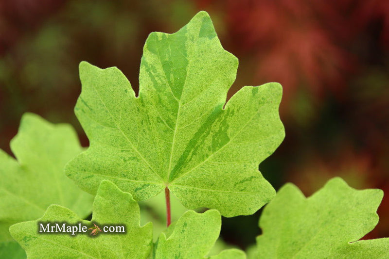 - Acer campestre 'Pulverulentum' White Variegated Maple - Mr Maple │ Buy Japanese Maple Trees