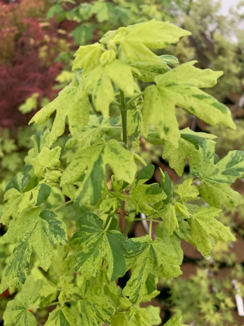 - Acer campestre 'Pulverulentum' White Variegated Maple - Mr Maple │ Buy Japanese Maple Trees