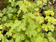 - Acer campestre 'Pulverulentum' White Variegated Maple - Mr Maple │ Buy Japanese Maple Trees
