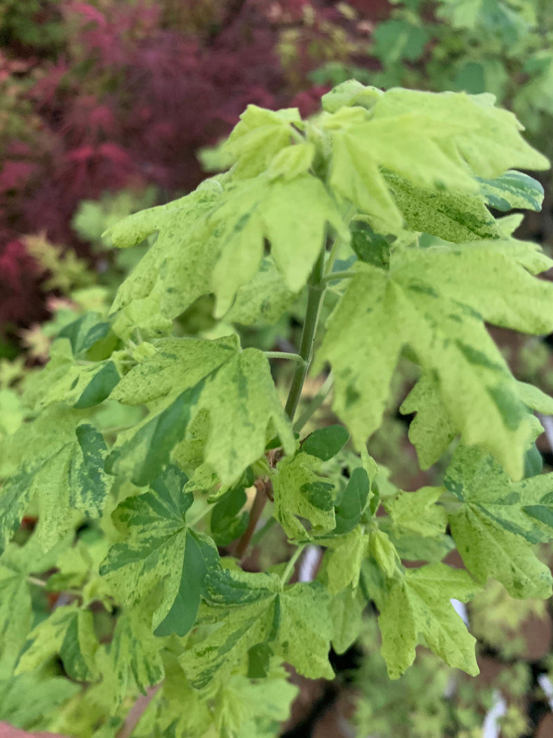 - Acer campestre 'Pulverulentum' White Variegated Maple - Mr Maple │ Buy Japanese Maple Trees