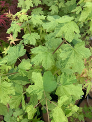 - Acer campestre 'Pulverulentum' White Variegated Maple - Mr Maple │ Buy Japanese Maple Trees