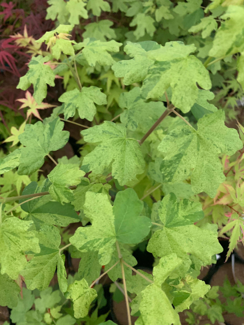 - Acer campestre 'Pulverulentum' White Variegated Maple - Mr Maple │ Buy Japanese Maple Trees