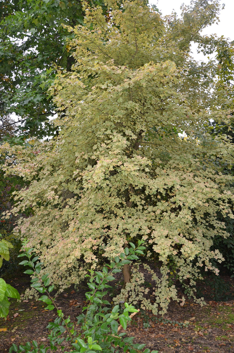 - Acer campestre 'Pulverulentum' White Variegated Maple - Mr Maple │ Buy Japanese Maple Trees