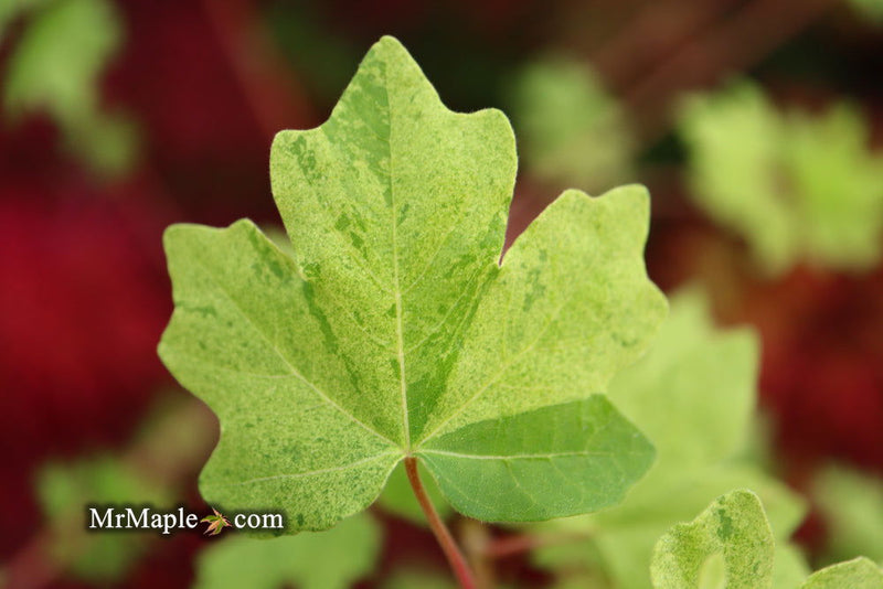 - Acer campestre 'Pulverulentum' White Variegated Maple - Mr Maple │ Buy Japanese Maple Trees