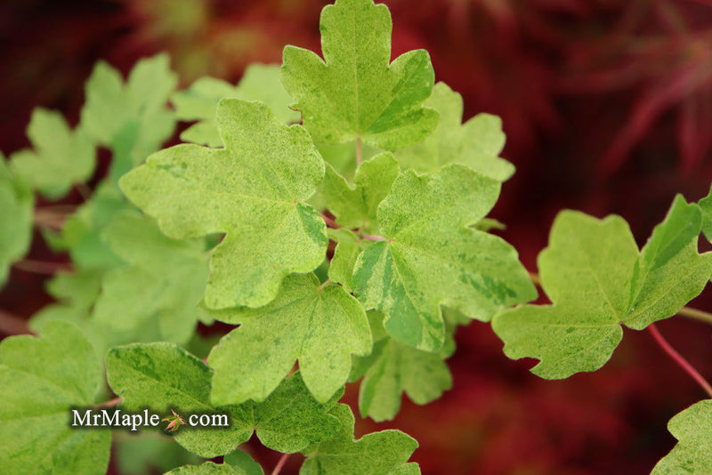 - Acer campestre 'Pulverulentum' White Variegated Maple - Mr Maple │ Buy Japanese Maple Trees