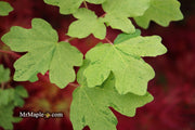 - Acer campestre 'Pulverulentum' White Variegated Maple - Mr Maple │ Buy Japanese Maple Trees