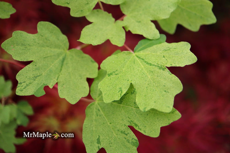 - Acer campestre 'Pulverulentum' White Variegated Maple - Mr Maple │ Buy Japanese Maple Trees