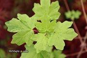 - Acer campestre 'Pulverulentum' White Variegated Maple - Mr Maple │ Buy Japanese Maple Trees