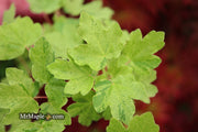 - Acer campestre 'Pulverulentum' White Variegated Maple - Mr Maple │ Buy Japanese Maple Trees