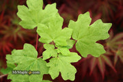 - Acer campestre 'Pulverulentum' White Variegated Maple - Mr Maple │ Buy Japanese Maple Trees