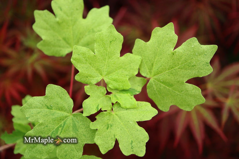 - Acer campestre 'Pulverulentum' White Variegated Maple - Mr Maple │ Buy Japanese Maple Trees