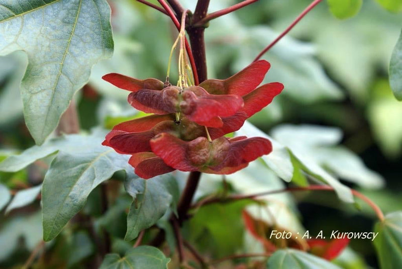 - Acer campestre 'Royal Ruby' Red New Growth Maple - Mr Maple │ Buy Japanese Maple Trees