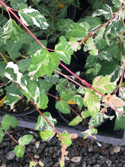 - Acer capillipes 'Gotemba nishiki' Variegated Snakebark Japanese Maple - Mr Maple │ Buy Japanese Maple Trees