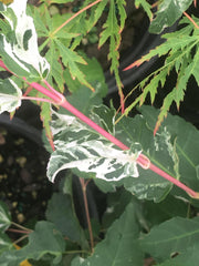 - Acer capillipes 'Gotemba nishiki' Variegated Snakebark Japanese Maple - Mr Maple │ Buy Japanese Maple Trees