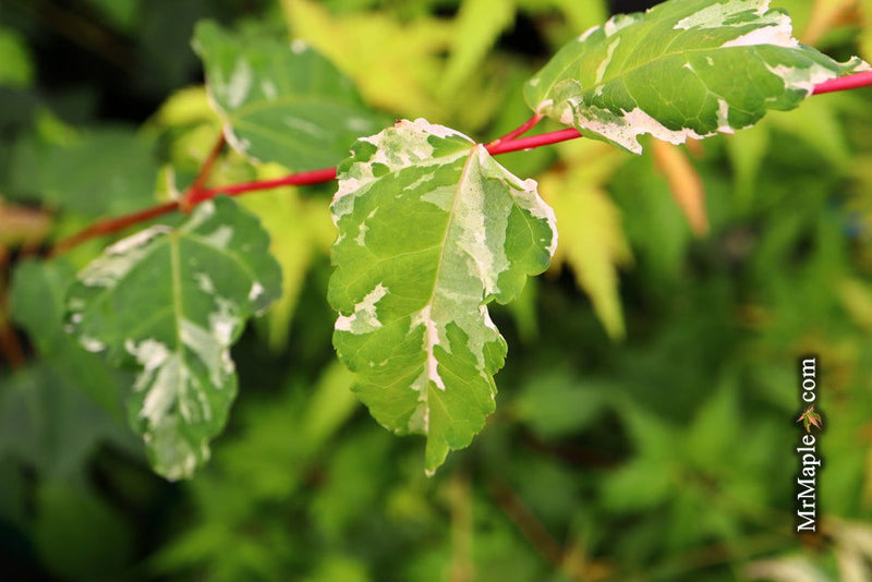 - Acer capillipes 'Gotemba nishiki' Variegated Snakebark Japanese Maple - Mr Maple │ Buy Japanese Maple Trees