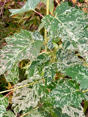 - Acer capillipes 'Wakisaka nishiki' Variegated Snakebark Maple - Mr Maple │ Buy Japanese Maple Trees