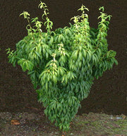 - Acer carpinifolium 'Esveld Select' Dwarf Japanese Hornbeam Maple Tree - Mr Maple │ Buy Japanese Maple Trees