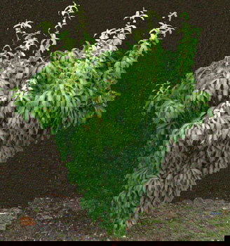 - Acer carpinifolium 'Esveld Select' Dwarf Japanese Hornbeam Maple Tree - Mr Maple │ Buy Japanese Maple Trees