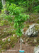 '- Acer carpinifolium 'Esveld Select' Dwarf Japanese Hornbeam Maple Tree - Mr Maple │ Buy Japanese Maple Trees