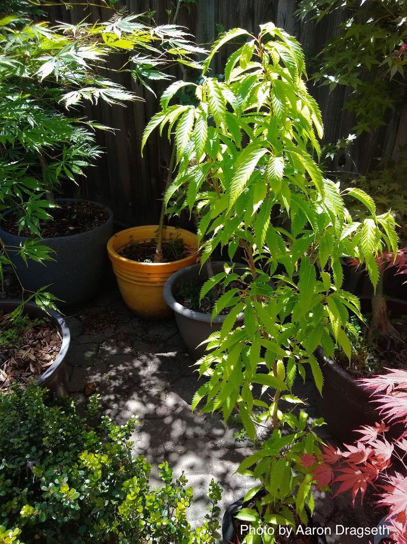 - Acer carpinifolium 'Esveld Select' Dwarf Japanese Hornbeam Maple Tree - Mr Maple │ Buy Japanese Maple Trees