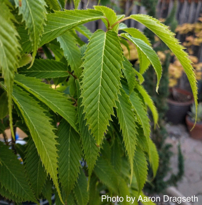 '- Acer carpinifolium 'Esveld Select' Dwarf Japanese Hornbeam Maple Tree - Mr Maple │ Buy Japanese Maple Trees