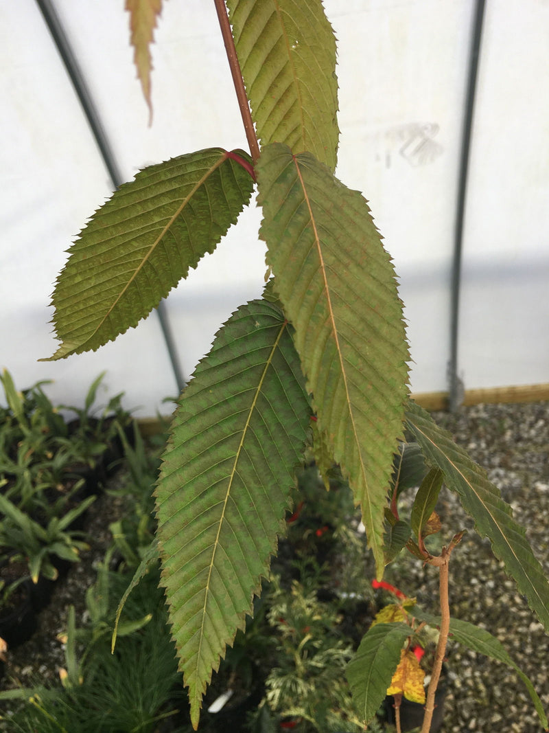 - Acer carpinifolium Japanese Hornbeam Maple Tree - Mr Maple │ Buy Japanese Maple Trees