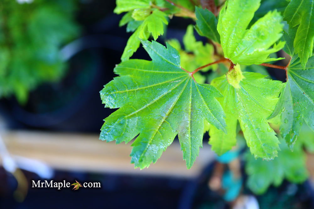 Buy Acer circinatum 'Baby Buttons' Dwarf Japanese Maple — Mr Maple