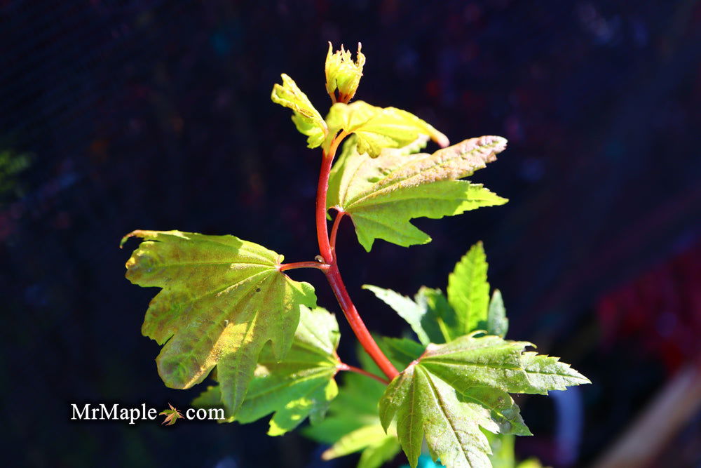 Buy Acer circinatum 'Baby Buttons' Dwarf Japanese Maple — Mr Maple