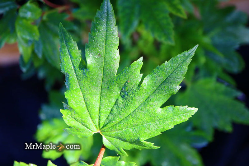 - Acer circinatum 'Baby Buttons' Dwarf Japanese Maple - Mr Maple │ Buy Japanese Maple Trees