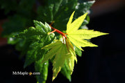 - Acer circinatum 'Baby Buttons' Dwarf Japanese Maple - Mr Maple │ Buy Japanese Maple Trees