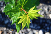 - Acer circinatum 'Baby Buttons' Dwarf Japanese Maple - Mr Maple │ Buy Japanese Maple Trees