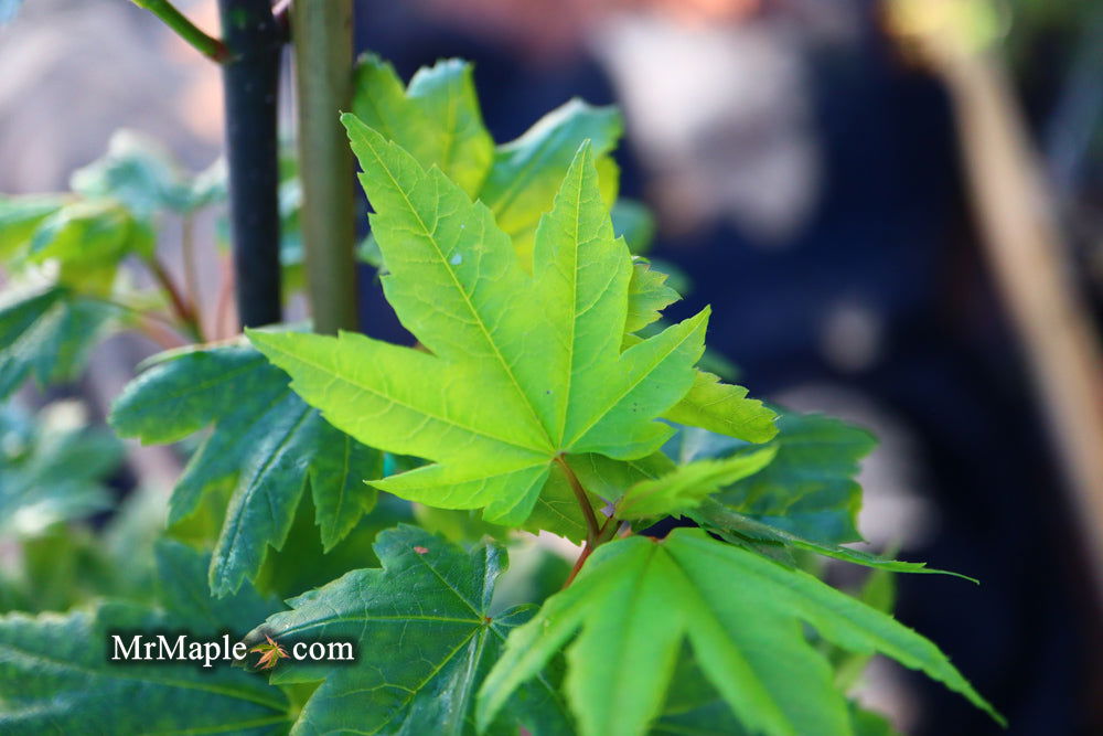 Buy Acer circinatum 'Baby Buttons' Dwarf Japanese Maple — Mr Maple