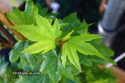 - Acer circinatum 'Baby Buttons' Dwarf Japanese Maple - Mr Maple │ Buy Japanese Maple Trees