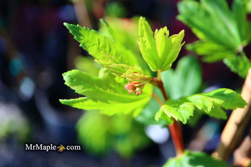 Buy Acer circinatum 'Baby Buttons' Dwarf Japanese Maple — Mr Maple