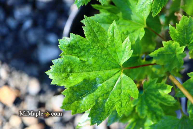 - Acer circinatum 'Baby Buttons' Dwarf Japanese Maple - Mr Maple │ Buy Japanese Maple Trees