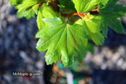- Acer circinatum 'Baby Buttons' Dwarf Japanese Maple - Mr Maple │ Buy Japanese Maple Trees
