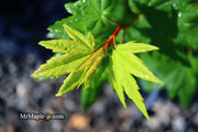 - Acer circinatum 'Baby Buttons' Dwarf Japanese Maple - Mr Maple │ Buy Japanese Maple Trees