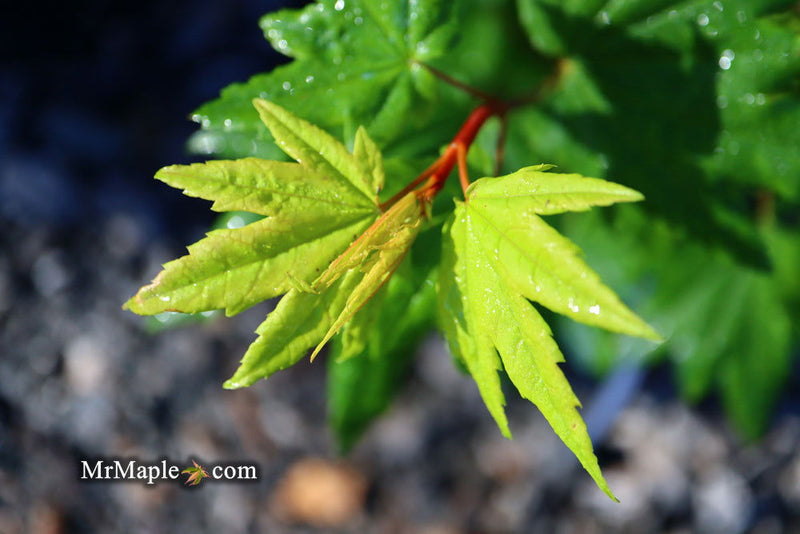 - Acer circinatum 'Baby Buttons' Dwarf Japanese Maple - Mr Maple │ Buy Japanese Maple Trees