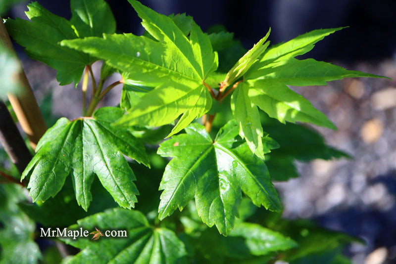 - Acer circinatum 'Baby Buttons' Dwarf Japanese Maple - Mr Maple │ Buy Japanese Maple Trees